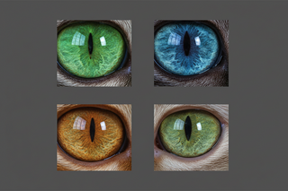 CAT EYE COLORS